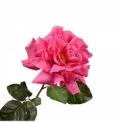 Rose Branch - Dali Pink - 69cm