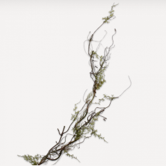 Moss Branch - Twig - 142cm