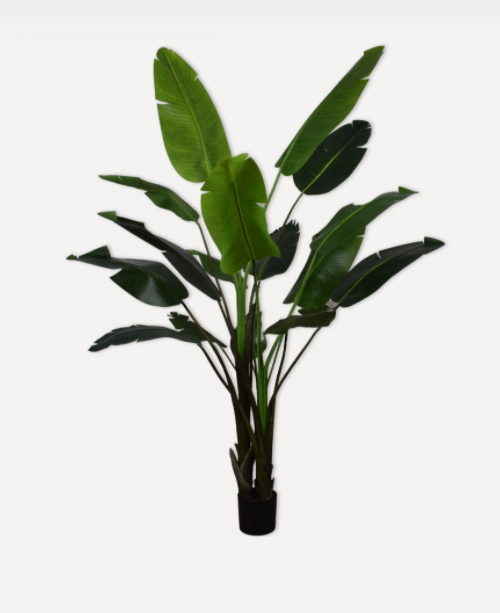 * Plant - Strelizia - Green - 243cm