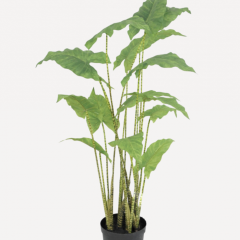 Plant - Alocasia Zebra - H126cm