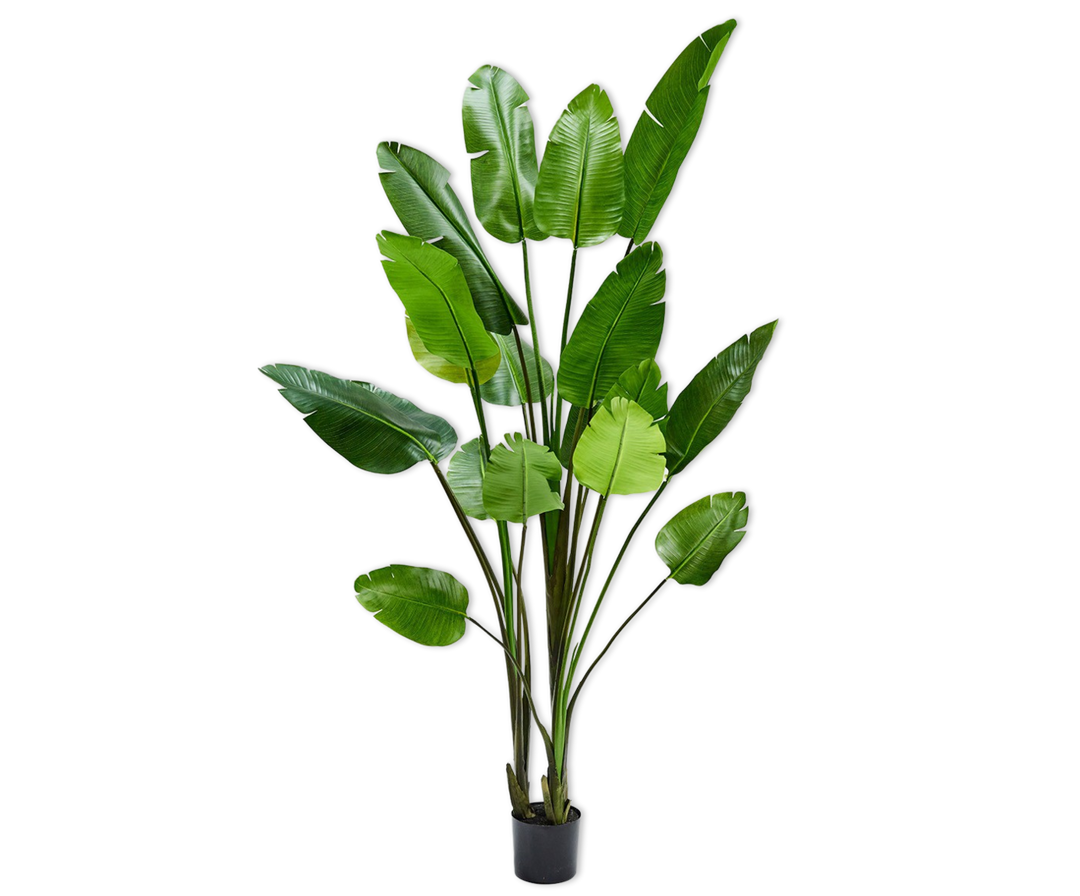 Strelitzia - Green - 243CM