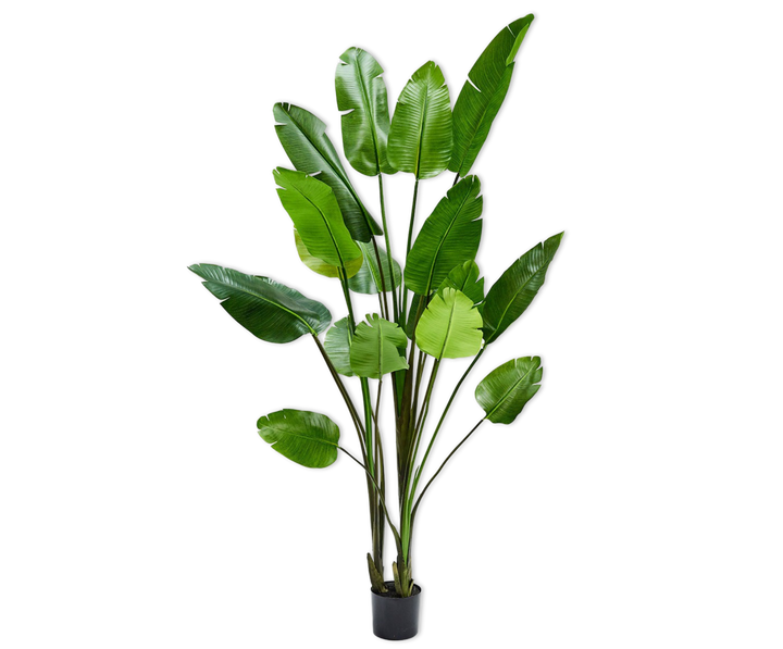 Strelitzia - Green - 243CM