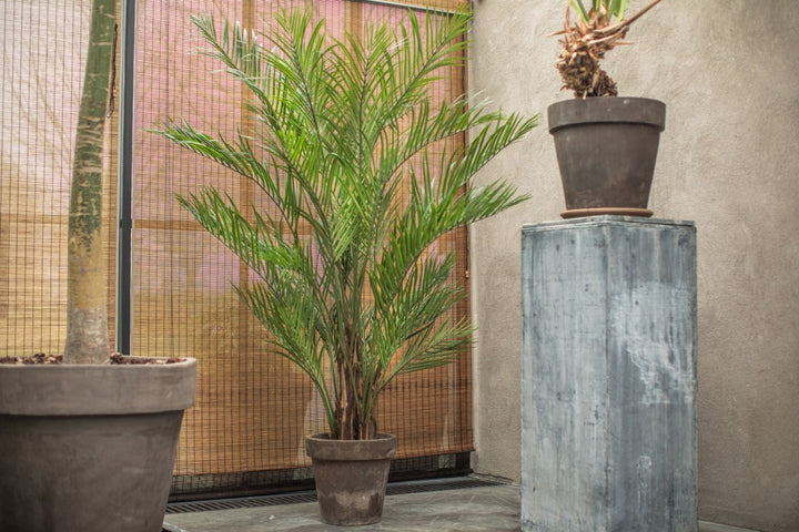 Kentia Palm - Green - 230 cm