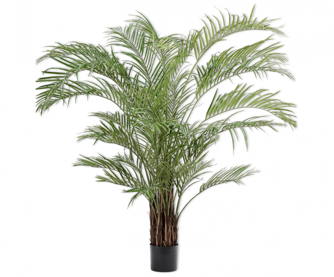 Kentia Palm - Green - 230 cm