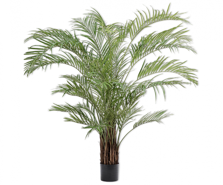 Kentia Palm - Green - 230 cm