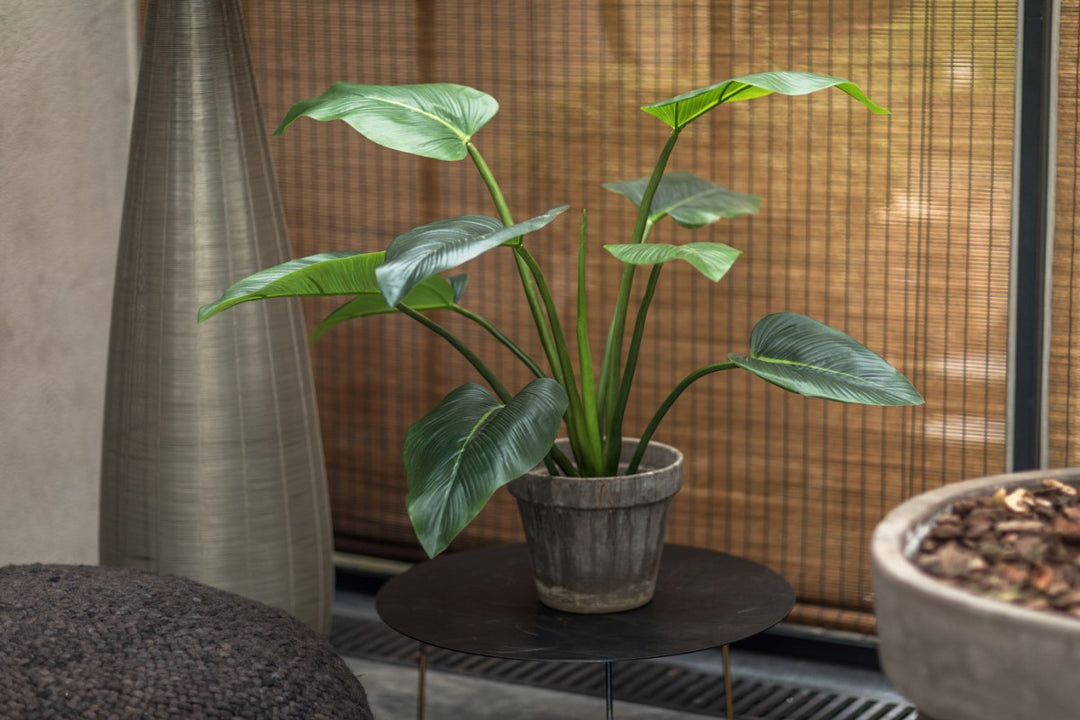 Plant - Alocasia - H91cm