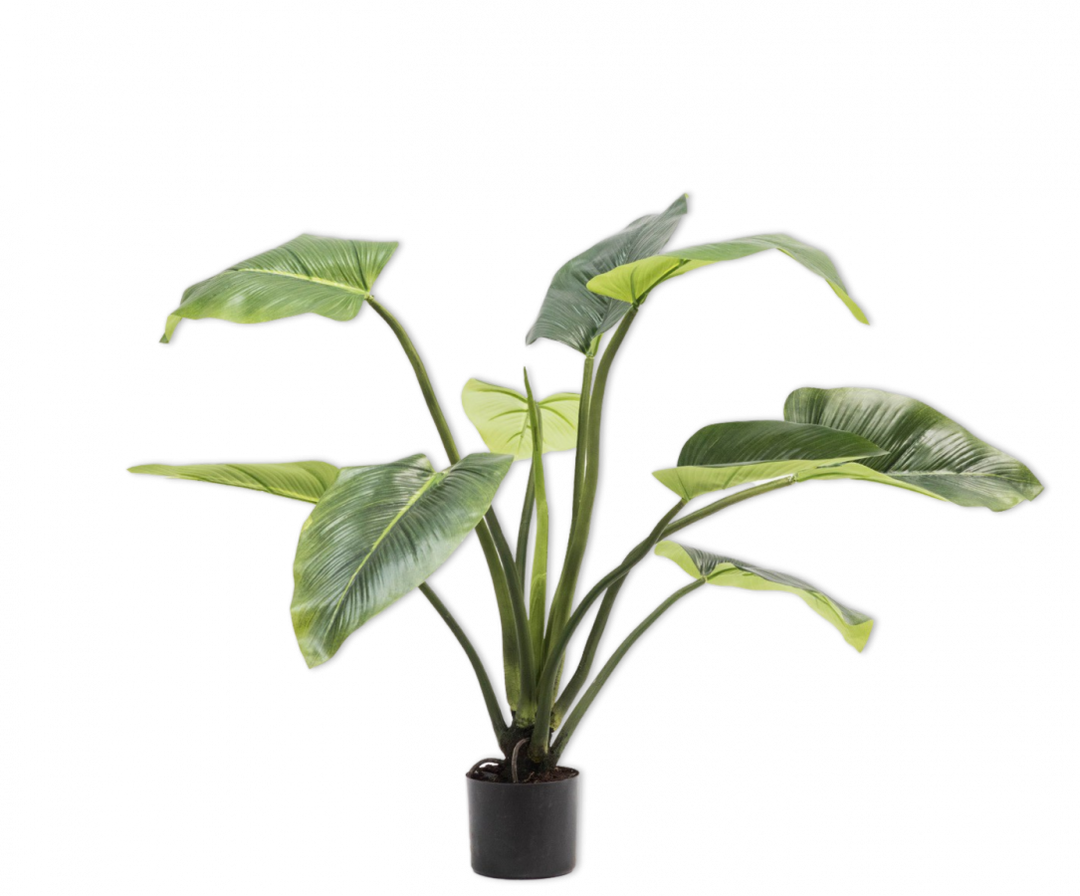 Plant - Alocasia - H91cm