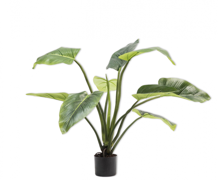 Plant - Alocasia - H91cm