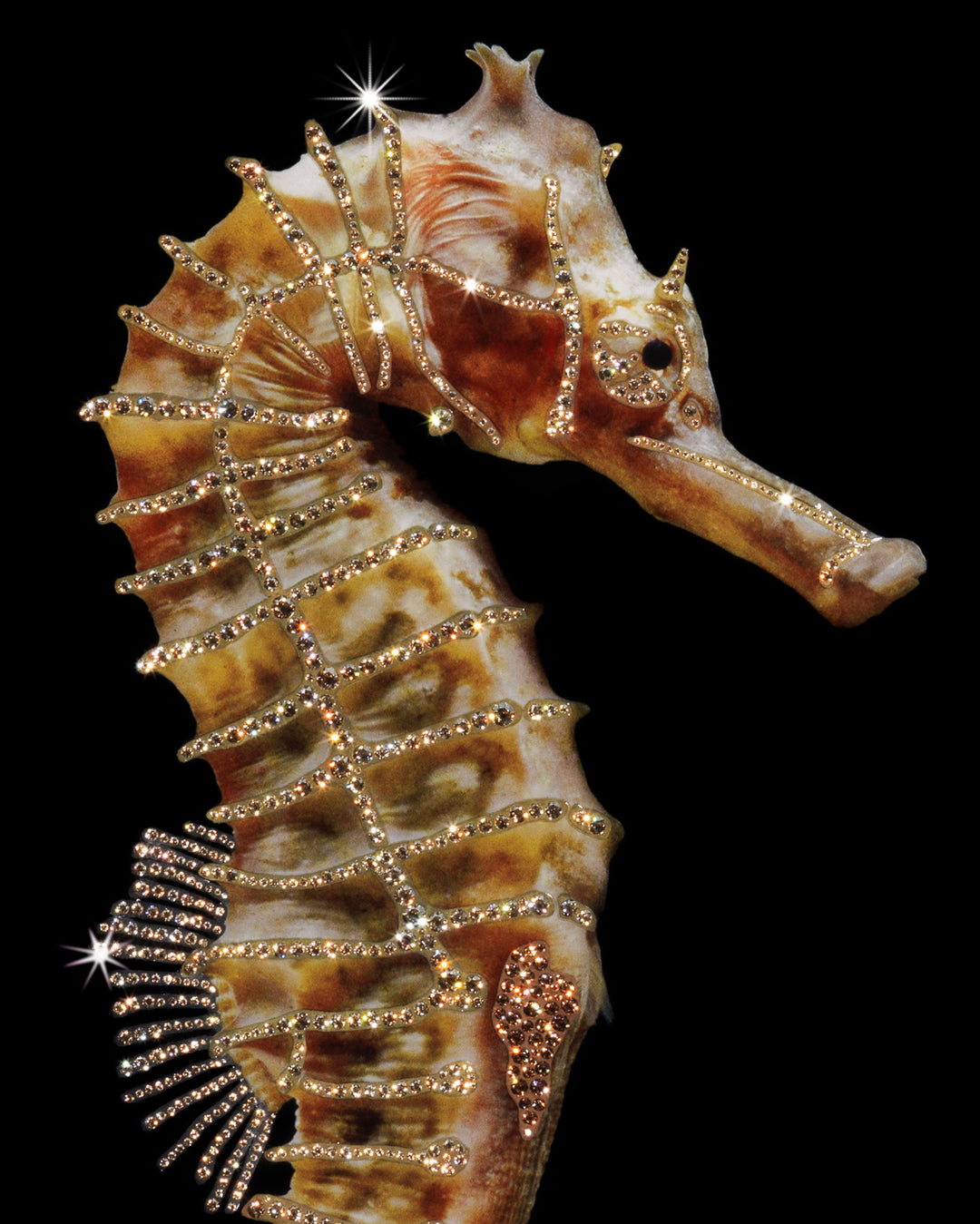 Art - Hippocampus