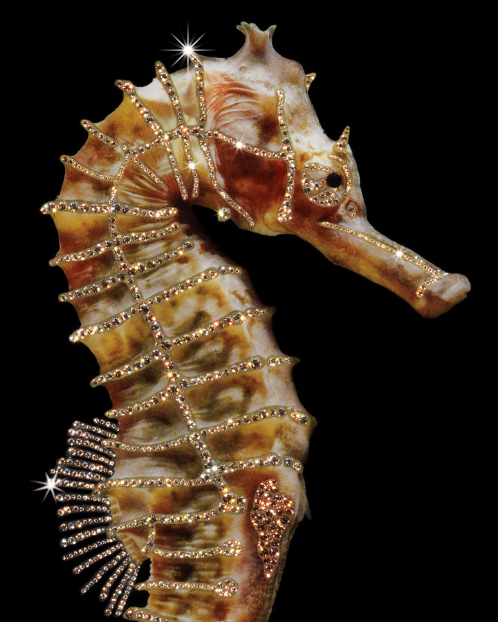 Art - Hippocampus