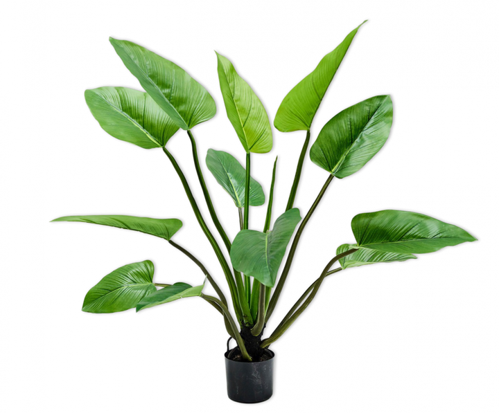 Plant - Alocasia - H122cm