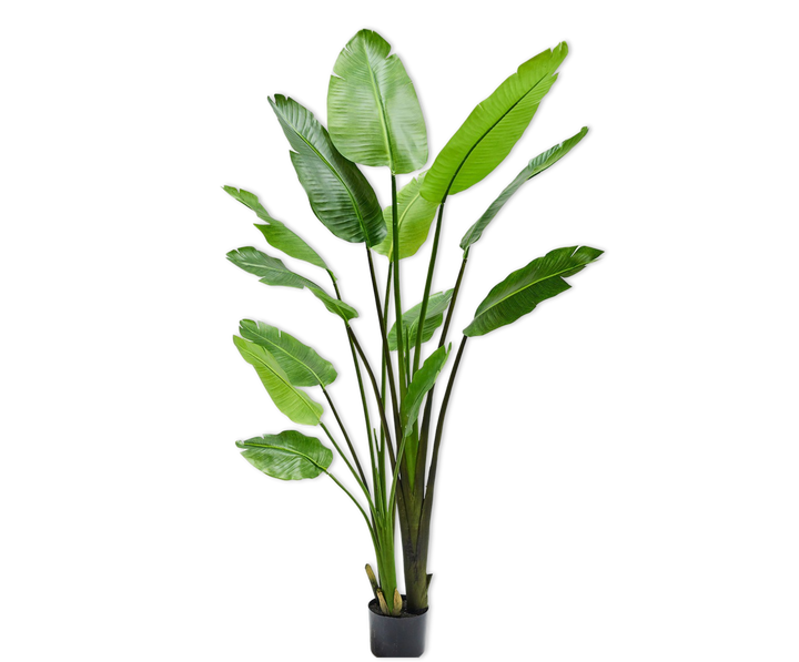 Strelitzia - Green - 183CM