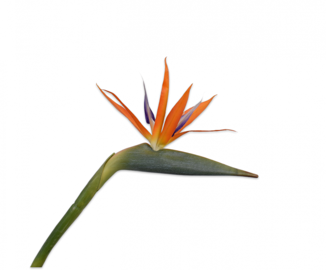 Strelitzia Stem - Orange - 95 cm