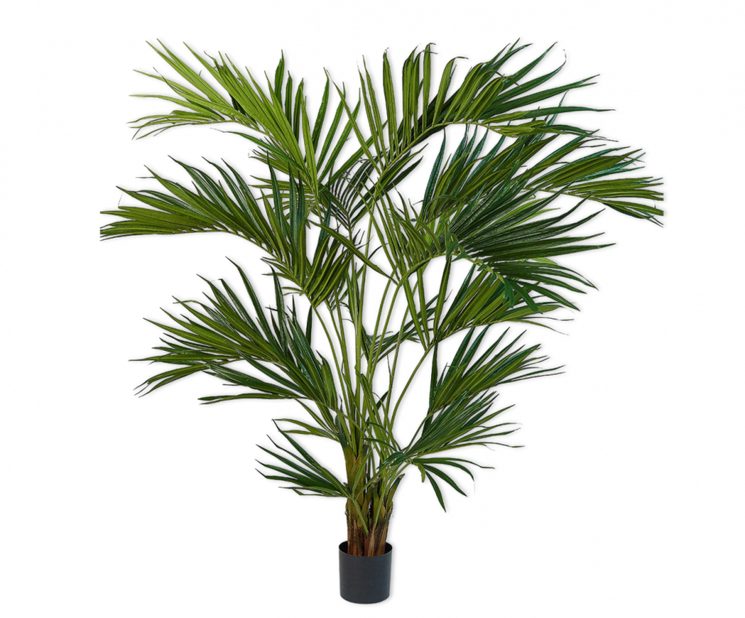 Kentia Palm - Green - 220cm