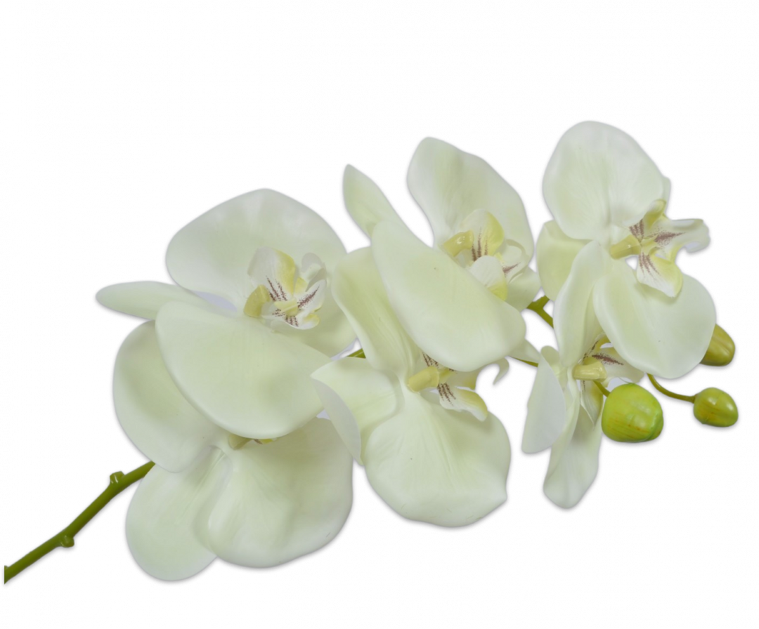 Orchid Branch - Green - 79cm