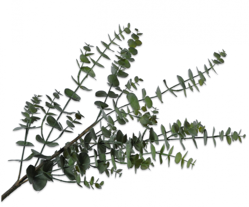 Eucalyptus Branch - Green - 111cm