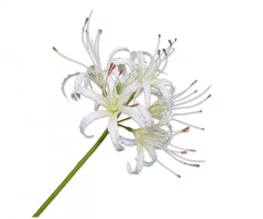 Nerine Branch - Fairydust Creme - 90cm