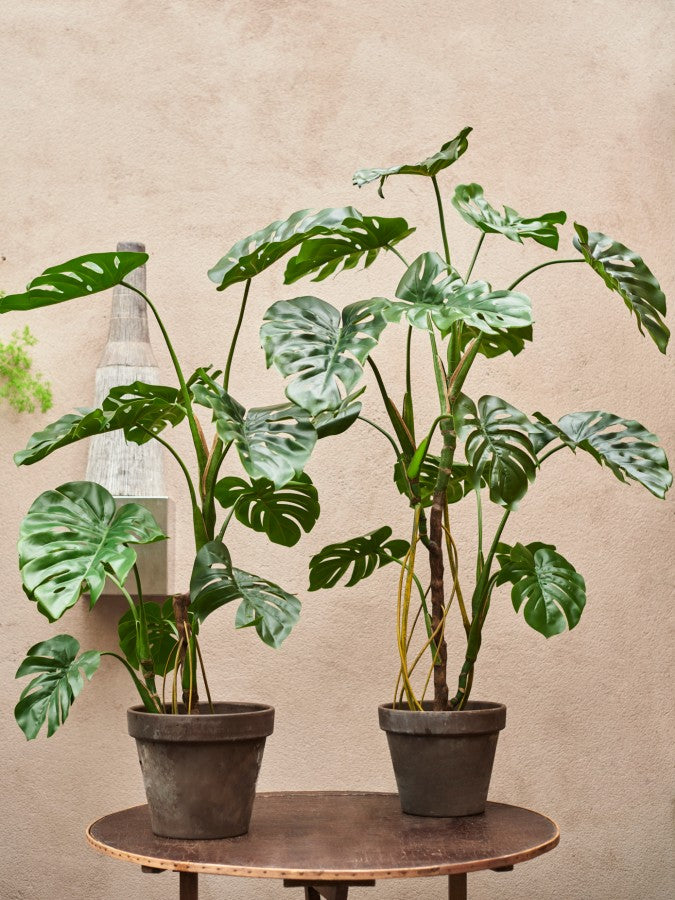 Plant Monstera - Green - 119cm