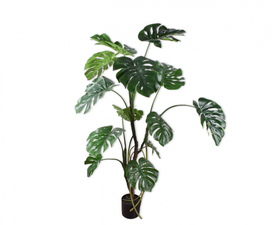 Plant Monstera - Green - 150cm