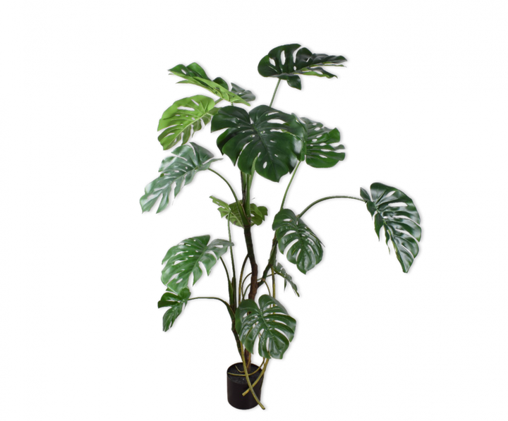 Plant Monstera - Green - 150cm