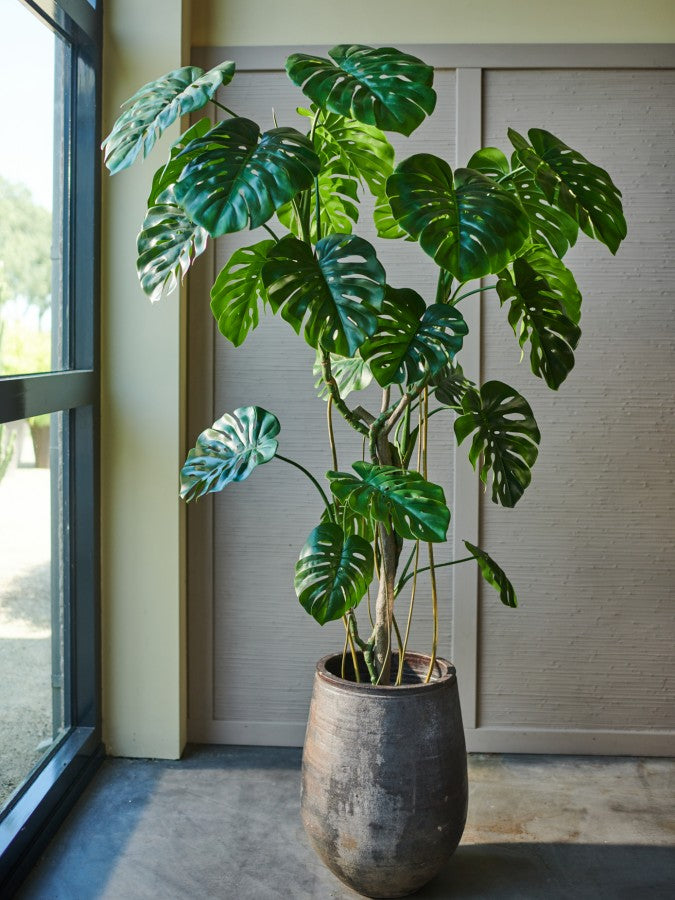 Plant Monstera - Green - 210cm