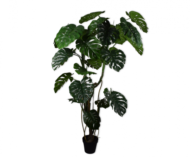 Plant Monstera - Green - 210cm