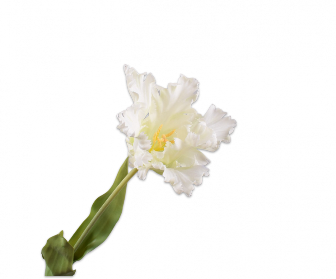 Tulip Mona - White - 71cm