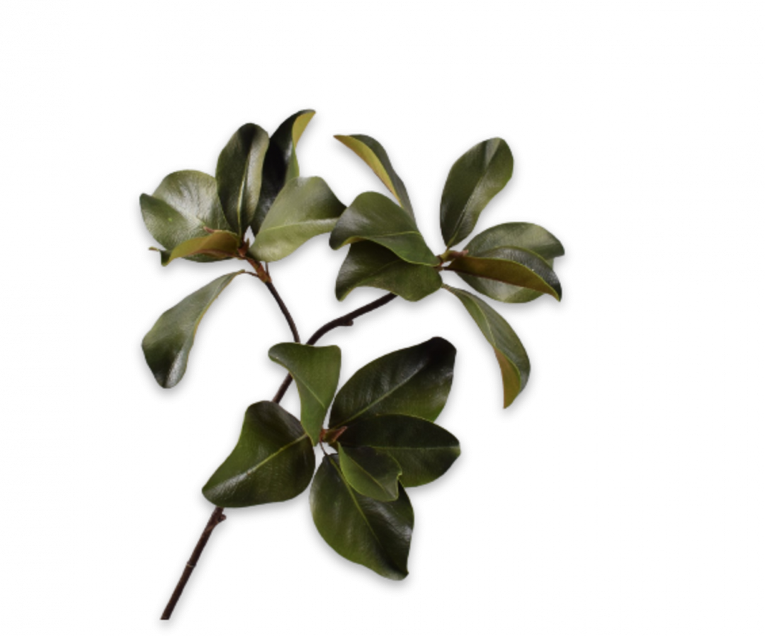 Branch - Magnolia - Green - 99cm