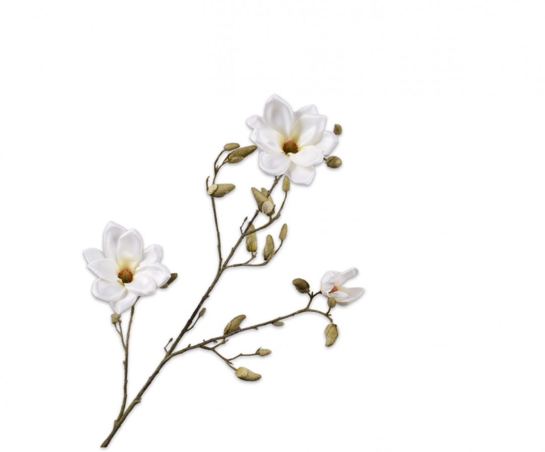 Magnolia Branch - Cream  - 103cm