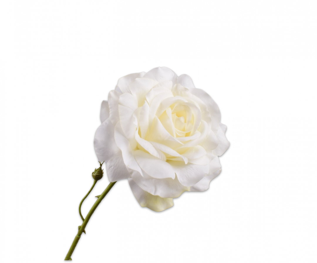 Rose Stem - Halo - Cream - 72cm