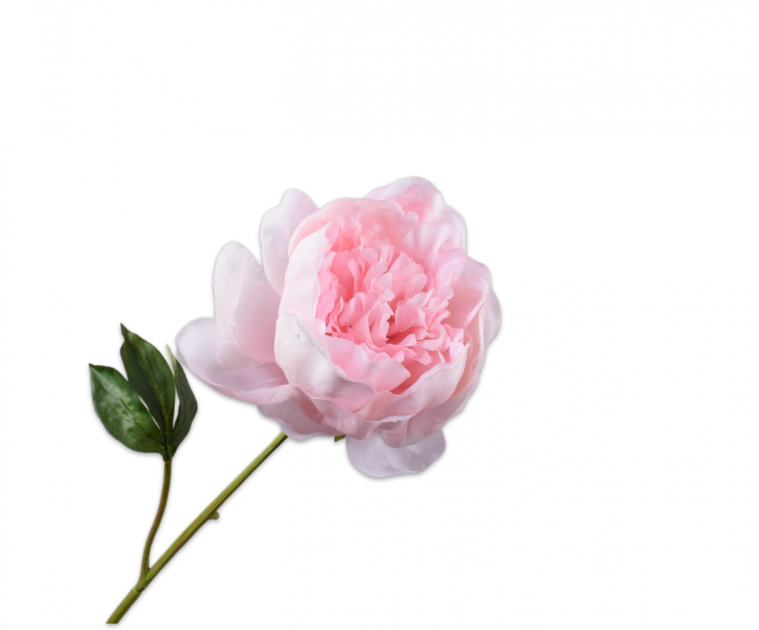 Branch - Peony - Pink - 52cm