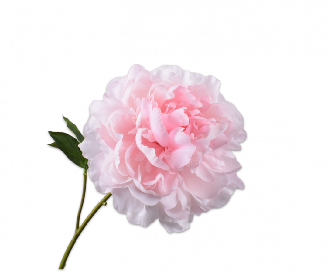 Branch - Peony - Pink - 57cm