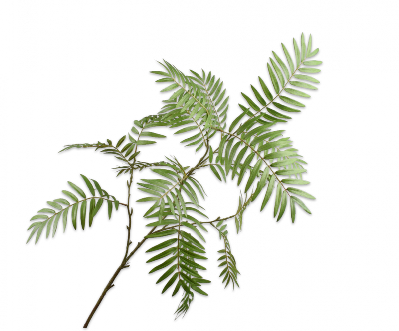 Leaf Branch - Fern Green - 138cm