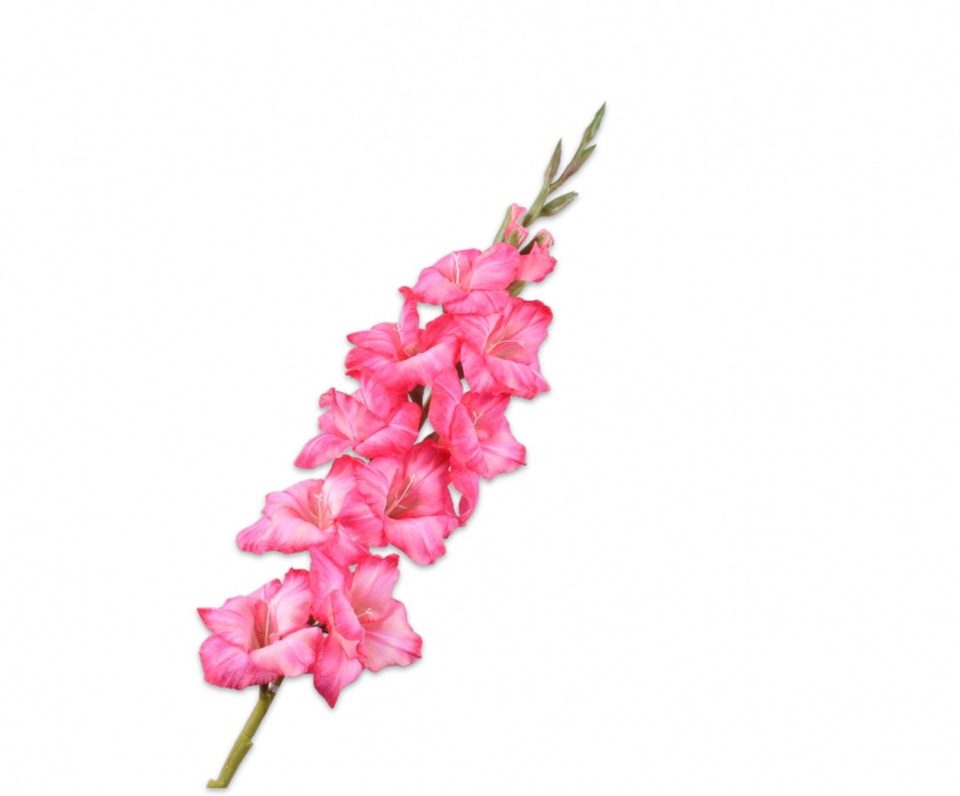 Gladiolus Stem - Pink - 101cm