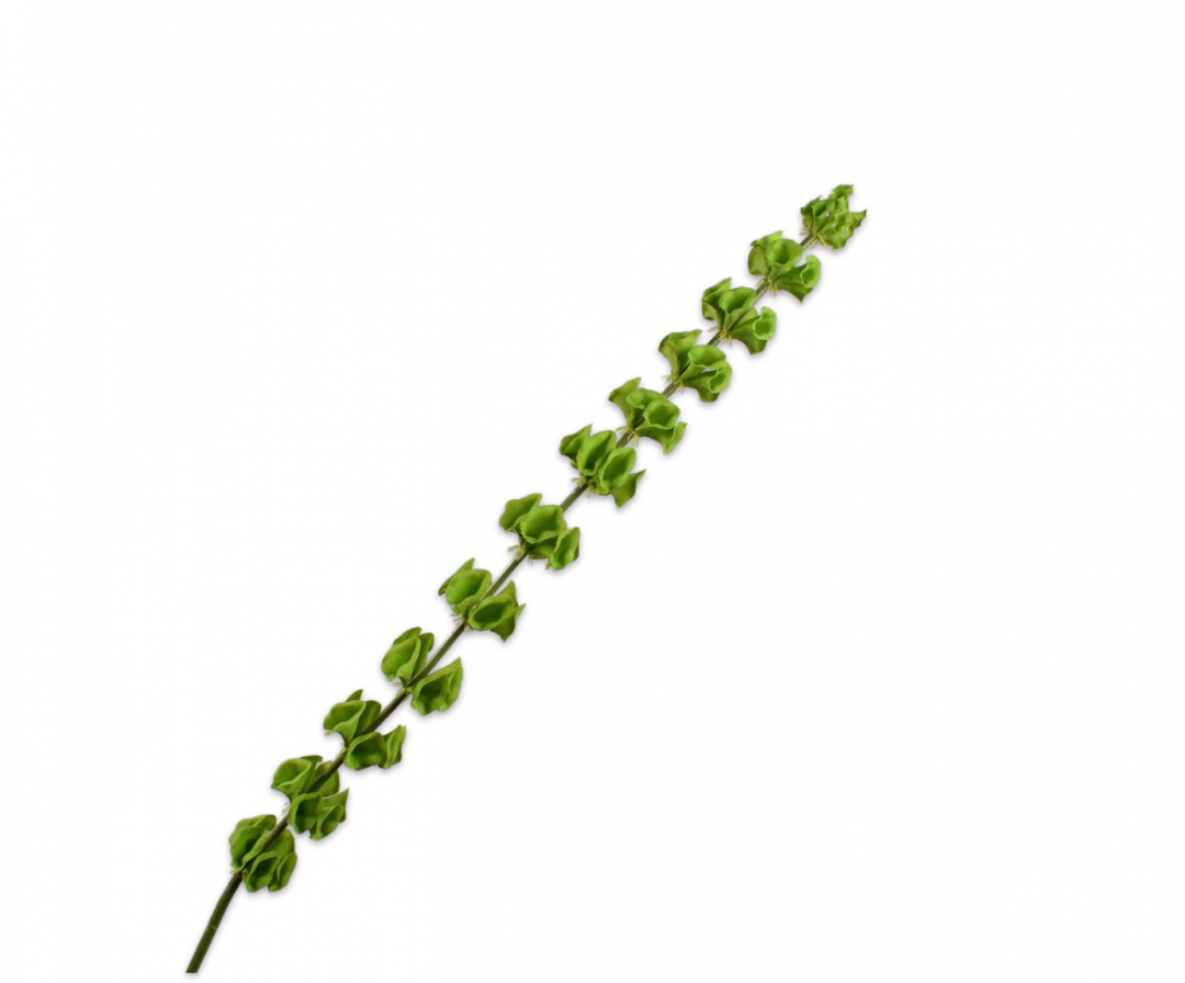 Branch - Molucella - Green - 118cm