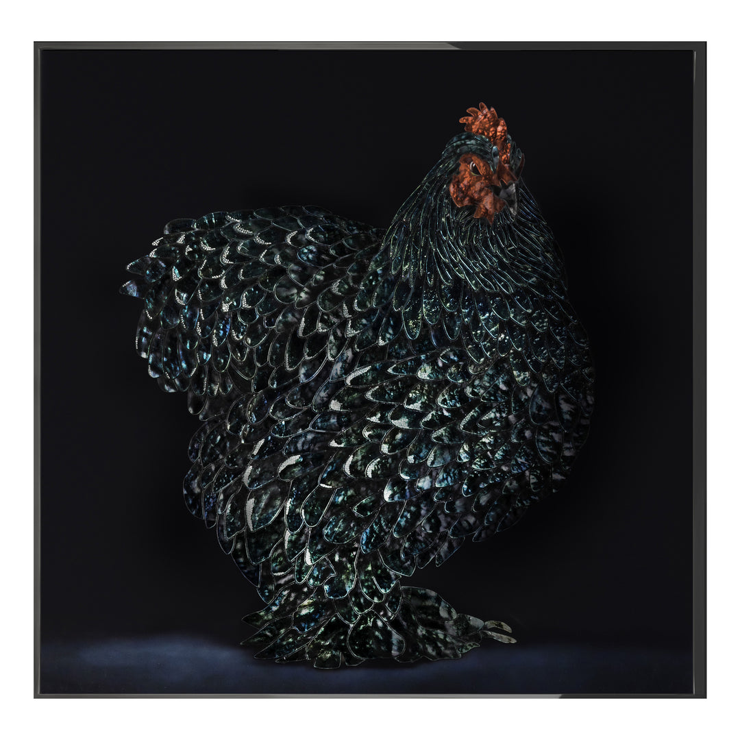 Art -Gallo cedrone