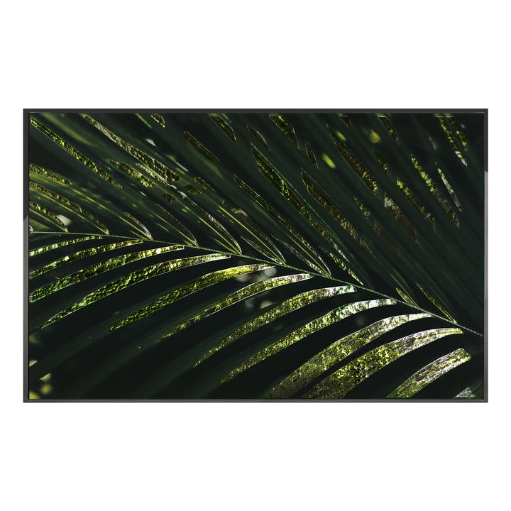 Art - Kentia