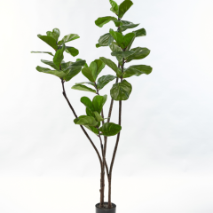 Ficus - Green - 180cm