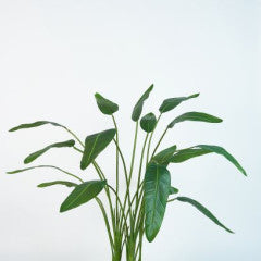 Plant Strelizia - Green - 178cm