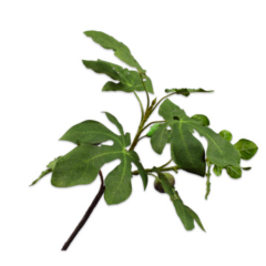 Fig Branch - Green - 75cm