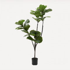 Ficus - Green - 150cm