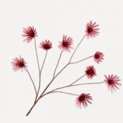 Rudbeckia Branch -  Encantador Pink - 117cm