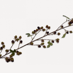 Blackberry Branch - Vernal Black - 156cm