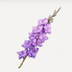 Gladiolus Stem - Lavend - 101cm