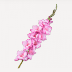 Gladiolus Stem - Soft Pink - 101cm