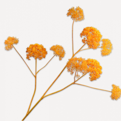 Hogweed Branch - Orange - 133cm