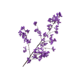 Berry Branch - Purple - 110cm