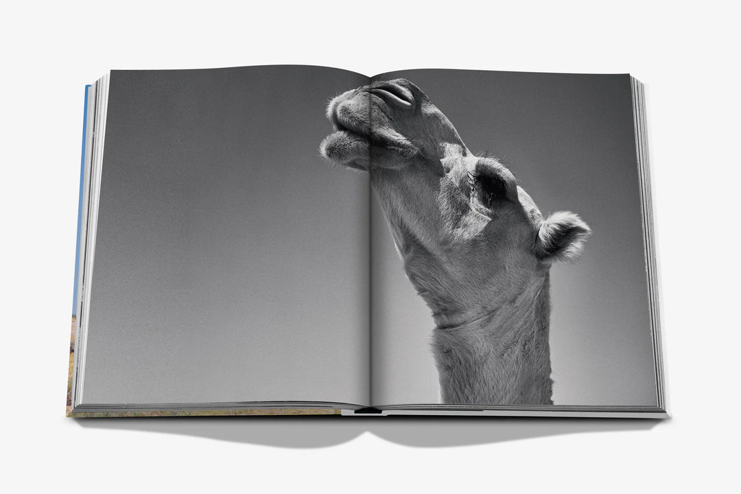 Book -  Camels From Saudi Arabia (Classic)