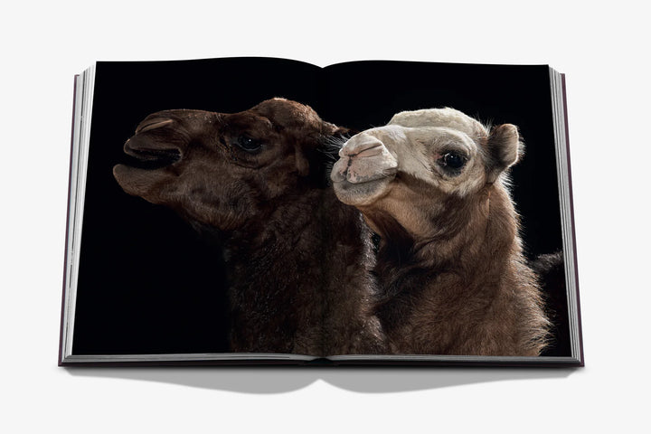 Book - Ode to a Camel