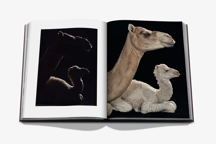 Book - Ode to a Camel